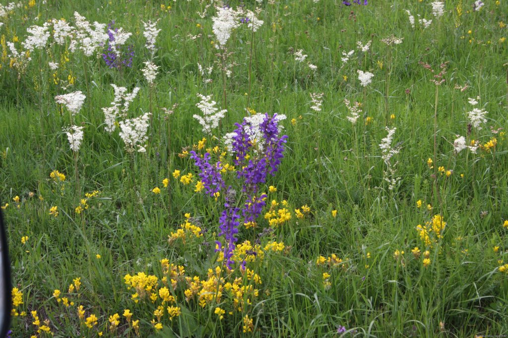 Flowers | Adventure holiday in  Romania  Apuseni Mountains | Image #23/26 | 