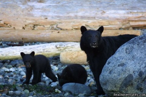 Bears on the beach at low tide