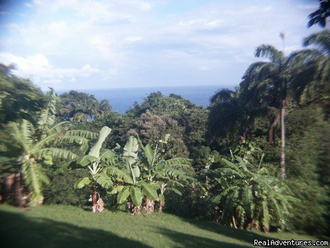 Garden view out to sea