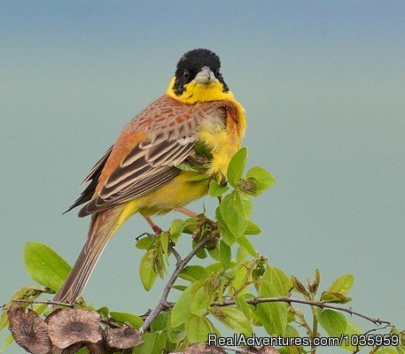 Black-headed Bunting