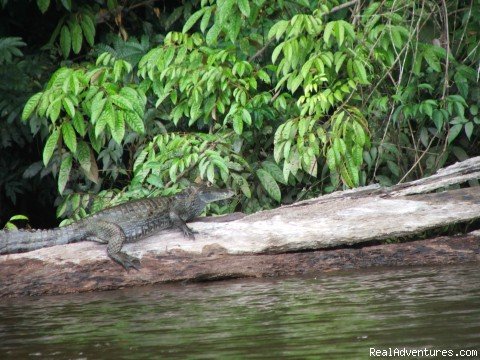 21 Days Suriname Exploration | Image #20/24 | 