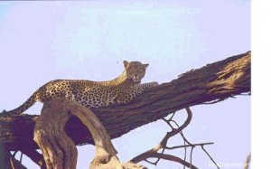 Kenya, Tanzania & Uganda Safaris, Tours & Holidays | Nairobi, Kenya | Wildlife & Safari Tours