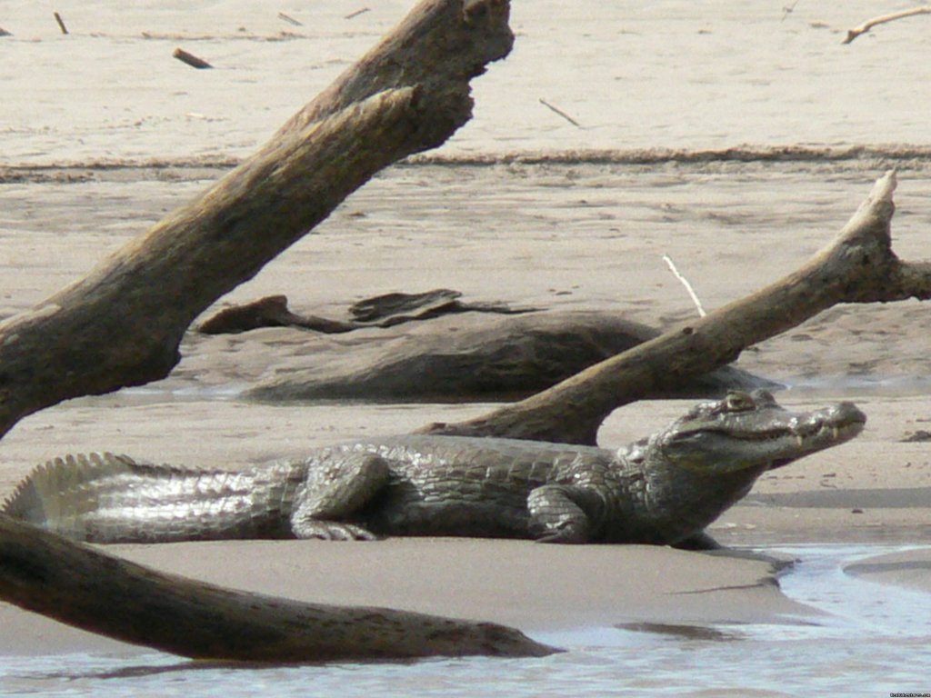 White Caiman | Explore Manu Rainforest and go Trekking in Peru | Image #5/5 | 