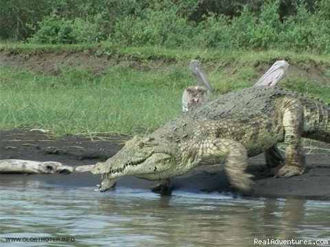 Chamo Lake | Timeless Ethiopia Tour & Travel | Image #4/19 | 