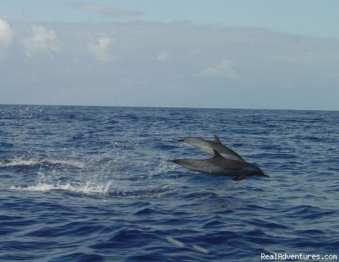 Dolphin Bay Park | Belize Archaeology, Caves, Rainforest, Reef Tours | Belize City, Belize | Sight-Seeing Tours | Image #1/10 | 