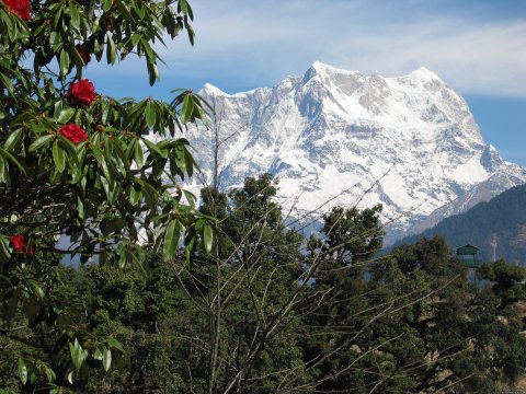 High Mountains and Flowers