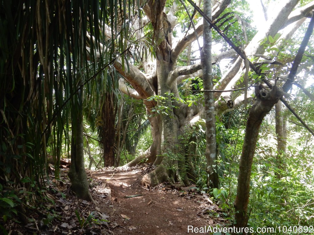 Birds Eye View Trail | Horseback riding Jaco with Discovery Horse Tours | Image #5/13 | 