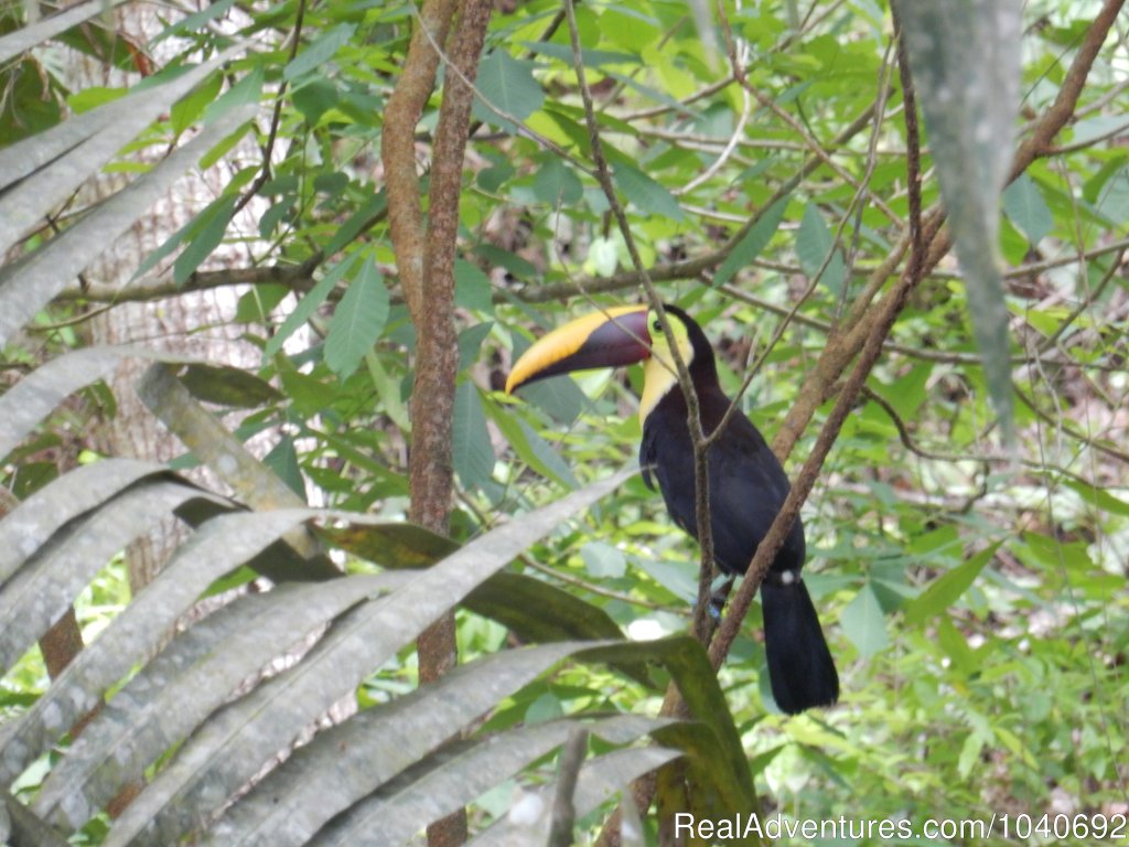 Toucan | Horseback riding Jaco with Discovery Horse Tours | Image #9/13 | 