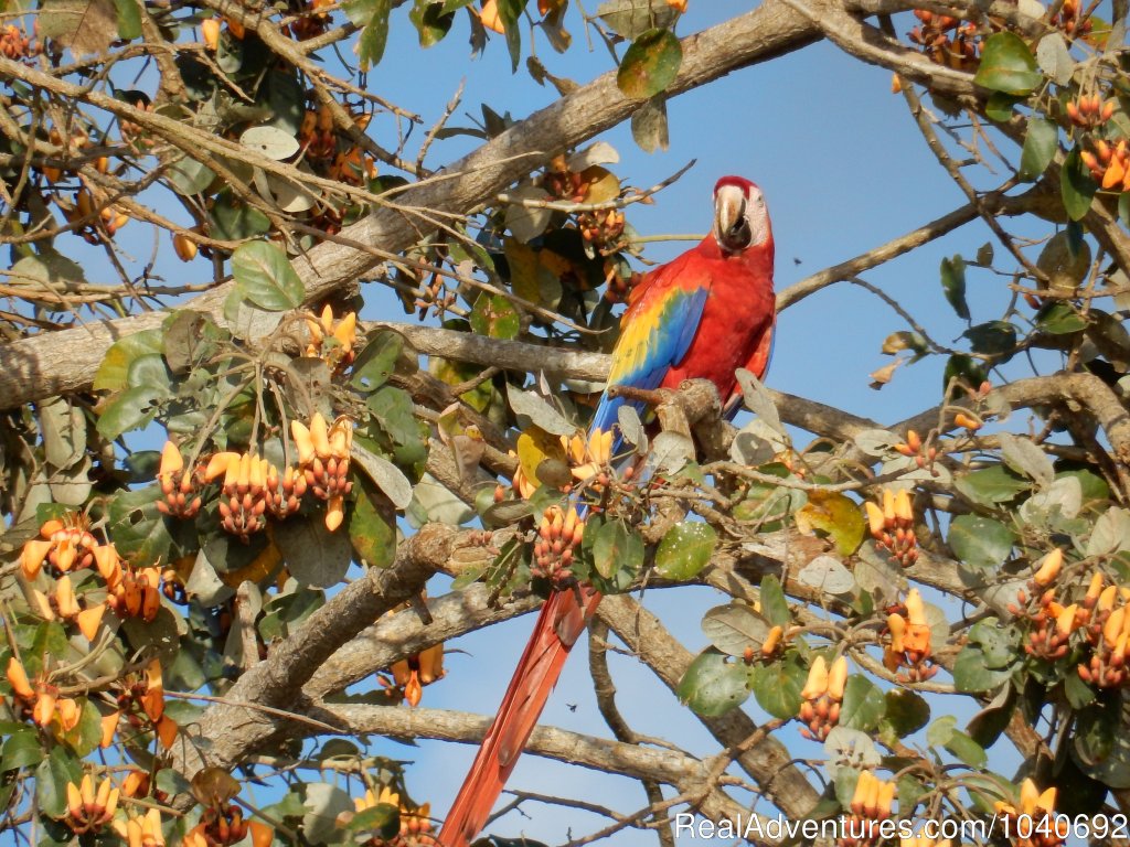 Scarlet Macaw | Horseback riding Jaco with Discovery Horse Tours | Image #10/13 | 