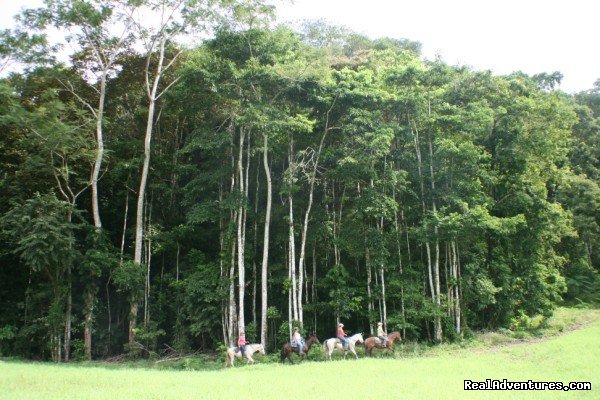 Stunning rainforest backdrop | Horseback riding Jaco with Discovery Horse Tours | Image #13/13 | 