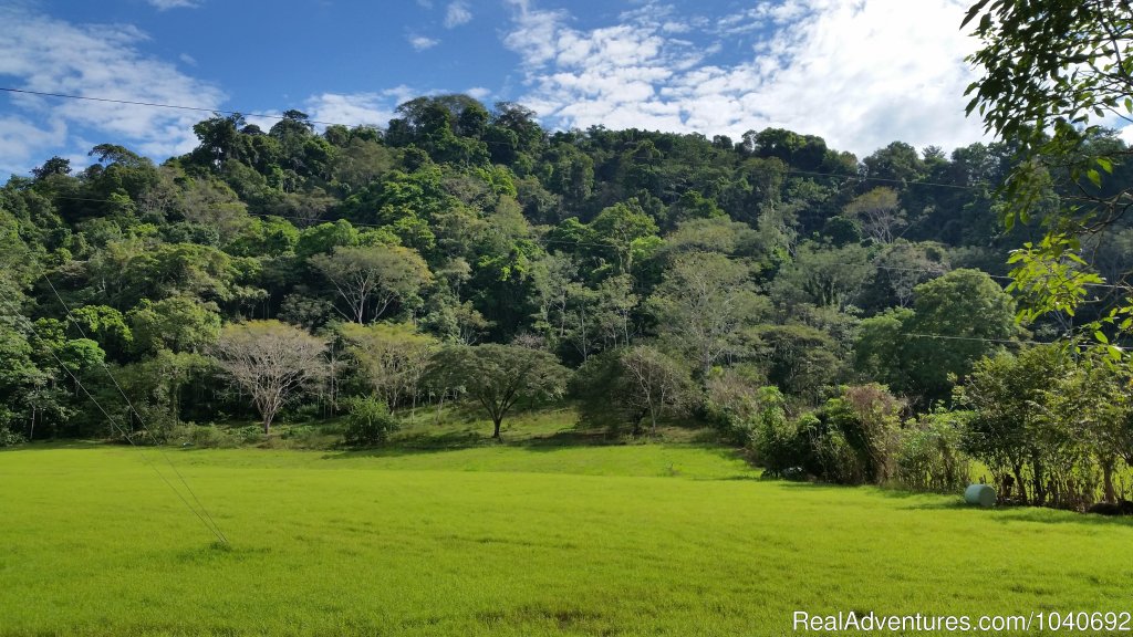 Primary Forest | Horseback riding Jaco with Discovery Horse Tours | Image #11/13 | 