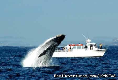 Breaching Humpback in September