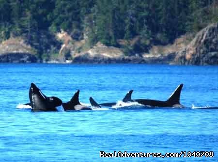 A 'Pod' of Orcas