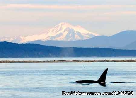 Mt Baker for Icing