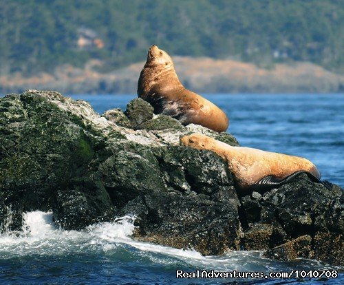 Sitting Pretty | Whale Watch& Wildlife Tours April - October | Image #13/24 | 