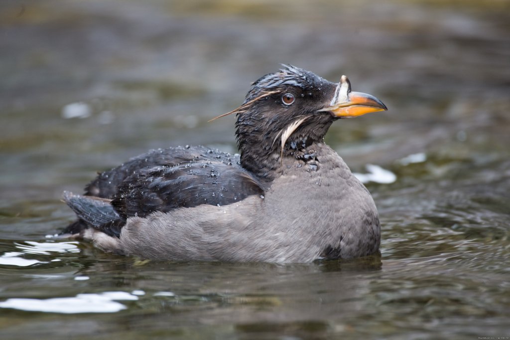 Sea Birds Galore! | Whale Watch& Wildlife Tours April - October | Image #20/24 | 