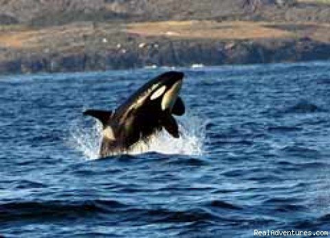 Breaching Orca