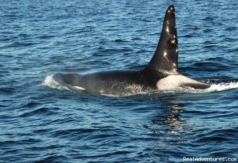 Orca Whale Comes Up For Fresh Air