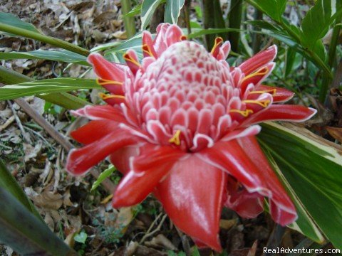 Flaming Torch | Back To Eden Strawberry Fields Together Jamaica | Image #12/22 | 