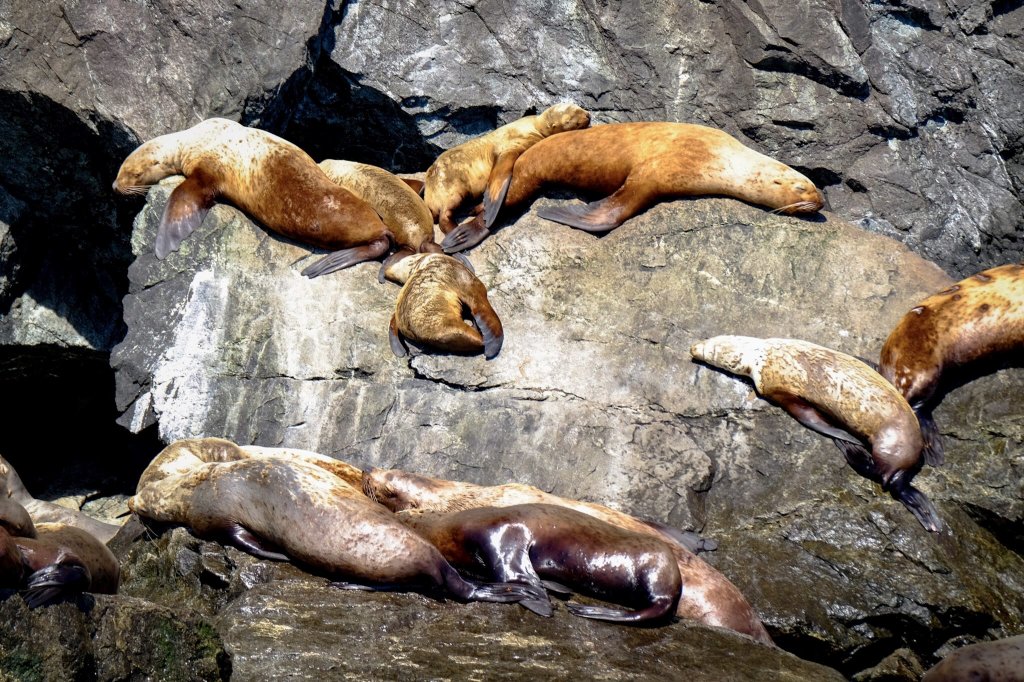 Stellar Sea Lion | Prince William Sound Sea Kayaking and Hiking Tours | Image #12/13 | 