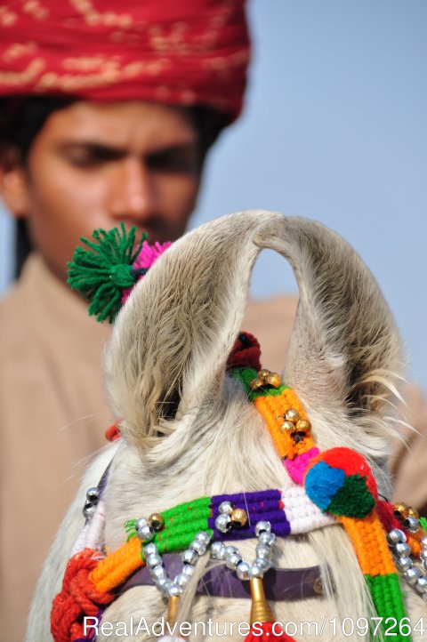 Marwari horse