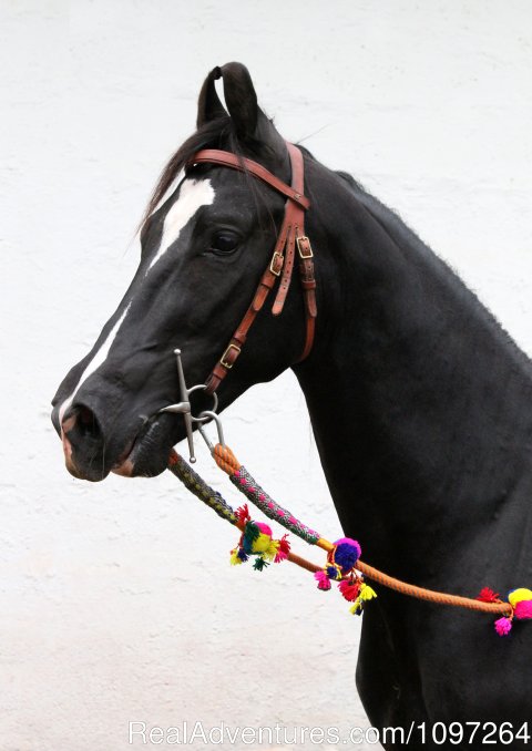 Marwari horse