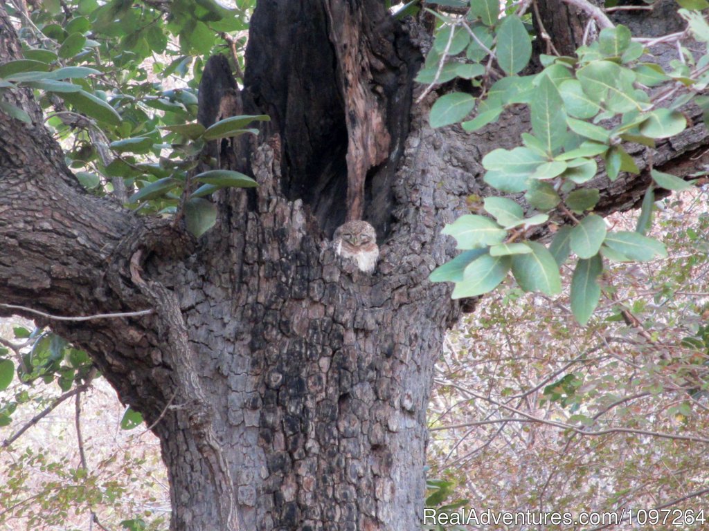 Jungle Owl | Horsebacksafaris on Marwari Horses in Rajasthan | Image #26/26 | 