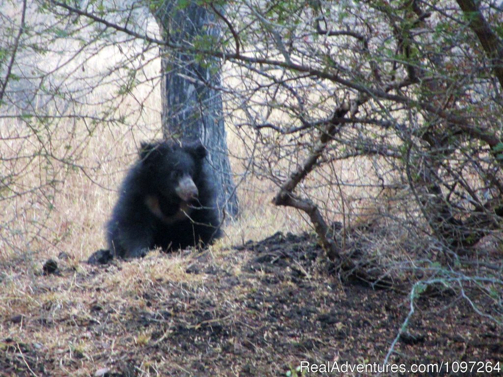 Sloth Bear | Horsebacksafaris on Marwari Horses in Rajasthan | Image #25/26 | 