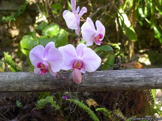 Nirvana orchids | Nirvana On The Beach, Negril Jamaica | Image #22/22 | 