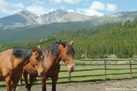 The Horses Rip and Trucker