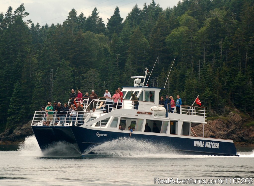 Whales and Wildlife Catamaran Style | St. Andrews, New Brunswick  | Whale Watching | Image #1/1 | 