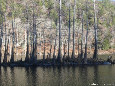 Beavers Bend Resort Park | Resort Cabin Rentals near Beavers Bend State Park | Image #6/16 | 