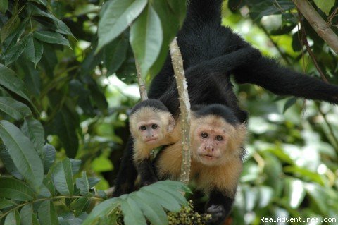 MONKEY | Outdoors Adventures  in Panama | Image #3/3 | 