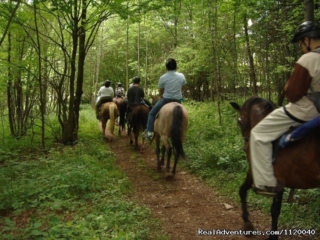 Nature & History Tours- Catskills, Poconos & more | New York, New York  | Eco Tours | Image #1/25 | 