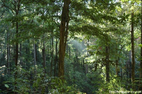 liisten to the silence of the jungle! | adventure weekend around Bangalore | Bangalore, India | Sight-Seeing Tours | Image #1/1 | 