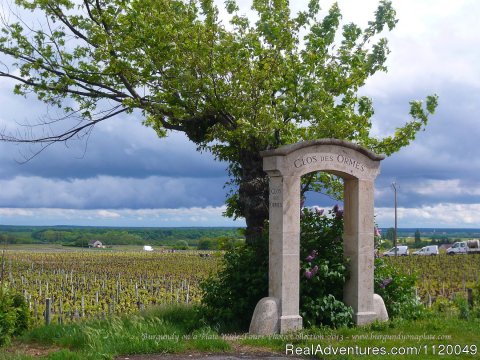 Stunning Vineyard Landscape in Spring - in Cote de Nuits