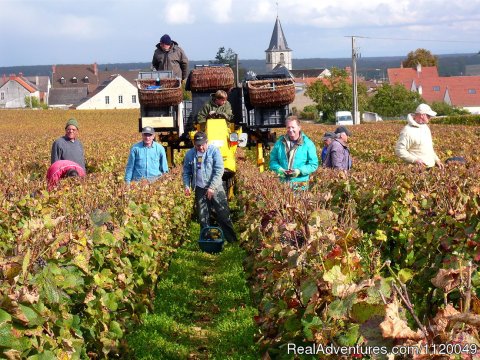 Harvest in Vosne Romanee