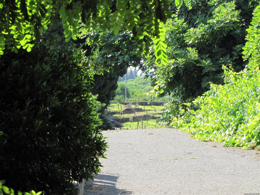 Farm view | La Casa di Pippinitto | Image #10/11 | 