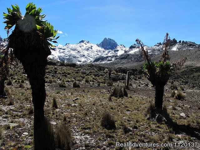 Gotomountkenya with snow | Go To Mt kenya Trekking | Image #7/7 | 