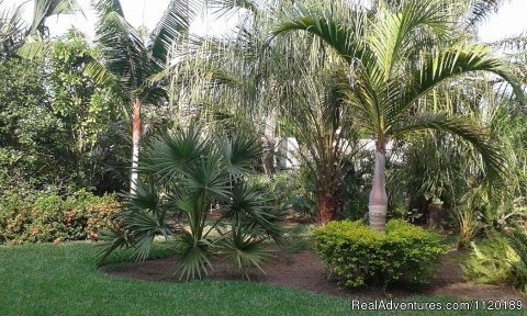 Tropical Gardens.  Jardines tropicales.