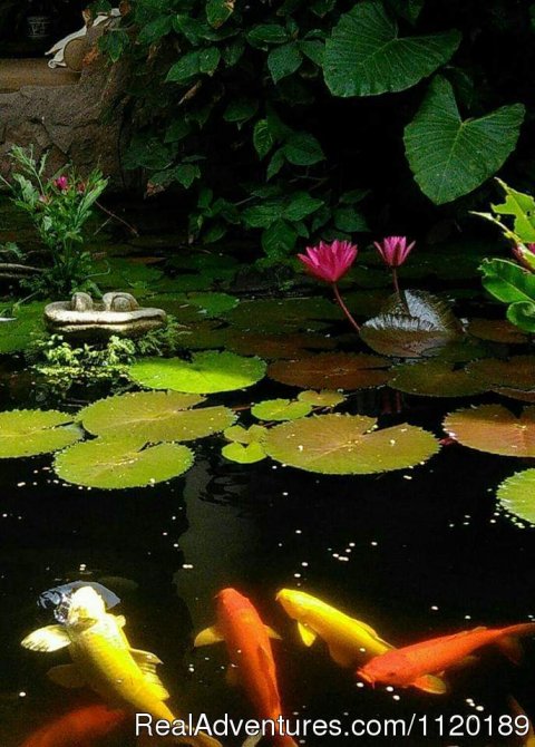 The koi pond.