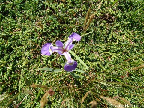 We always stop to enjoy the flowers | Wildland Tours | Image #11/21 | 