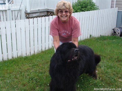 The famous and friendly Newfoundland Dog | Wildland Tours | Image #17/21 | 