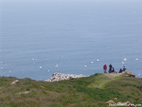 Approaching the gannet stack | Wildland Tours | Image #19/21 | 