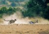 Maasai Mara Wildebeest Migration Safari | Nairobi, Kenya