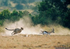 Maasai Mara Wildebeest Migration Safari