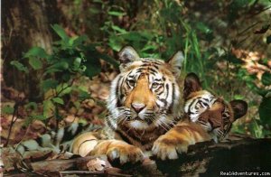 Take A Wildlife Holiday | Kanha National Park, India Wildlife & Safari Tours | Great Vacations & Exciting Destinations