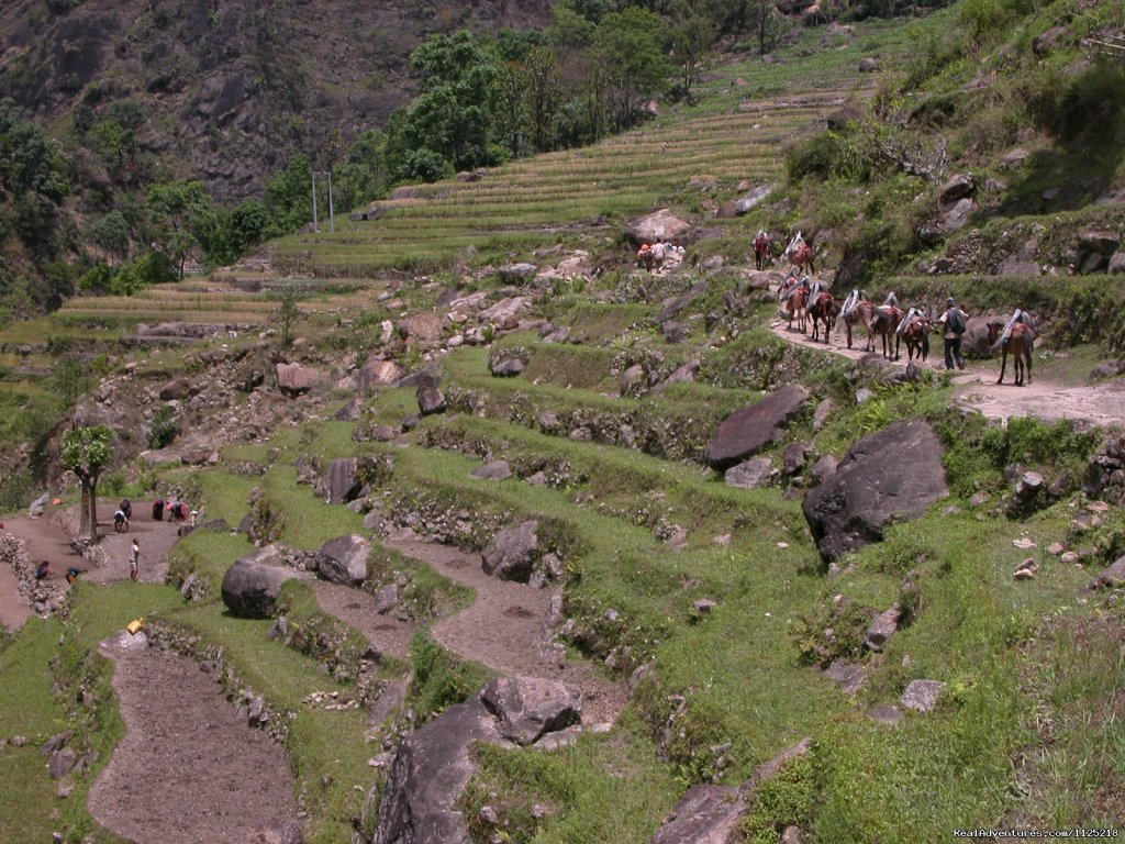 Caravan of Dunkey | Annapurna  Circuit  Trek Nepal | Image #18/21 | 