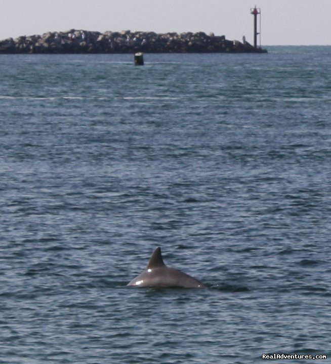 Dolphin's swimming in our Beach! | Most Unique Location in Destin   Sept: $99/nt | Image #8/16 | 