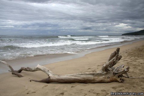 The Beach | Surfing, Yoga, Ocean View Dining | Image #3/7 | 